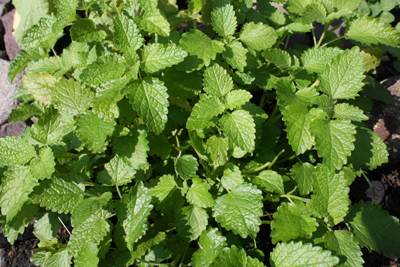 photo of lemon balm