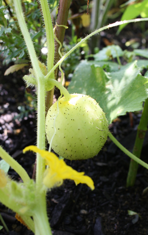 lemon cucumber