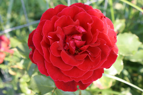 beautiful rose | www.healthygreenkitchen.com rose | healthy green kitchen