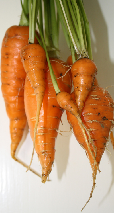 gardencarrots