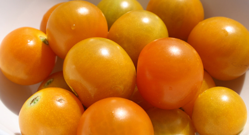 sungoldtomatoes