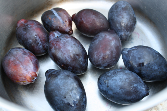 plumsinbowl local Italian prune plums