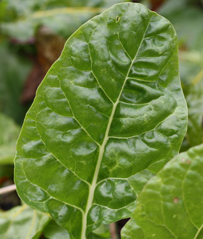 chardleaf