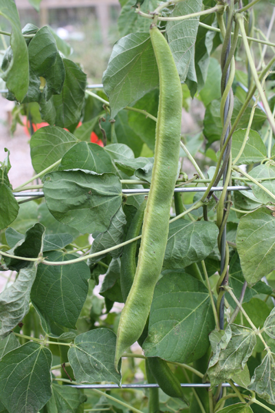 runnerbean