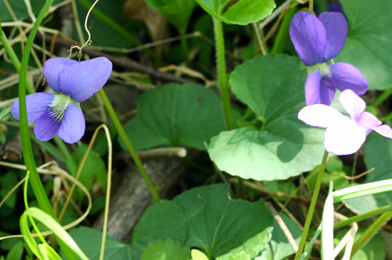 violets violets