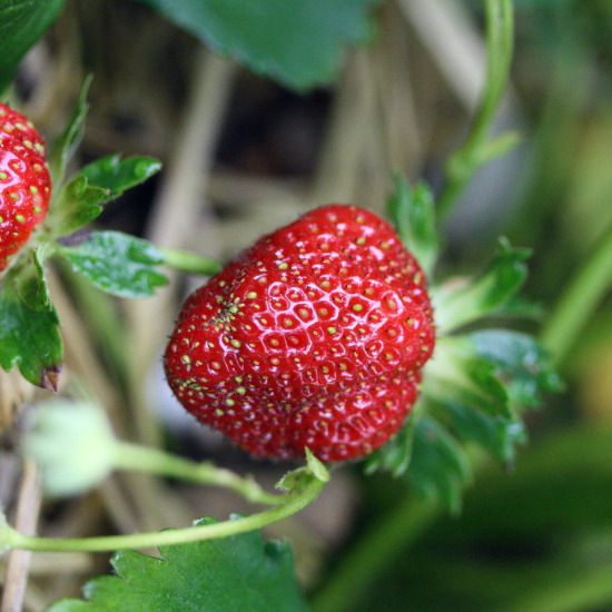 strawberryonvine strawberryonvine