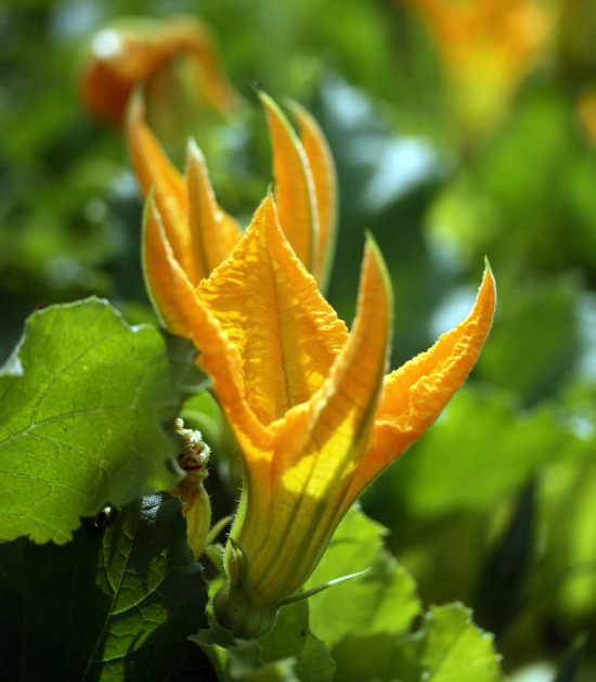 squashblossoms2 squashblossoms2