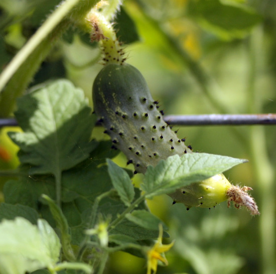 cucumber on vine.