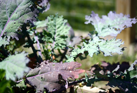 russian_kale