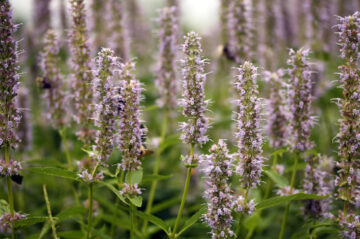 Anise Hyssop