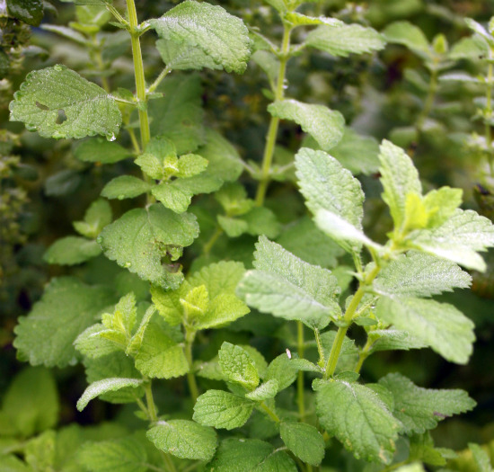 lemon balm