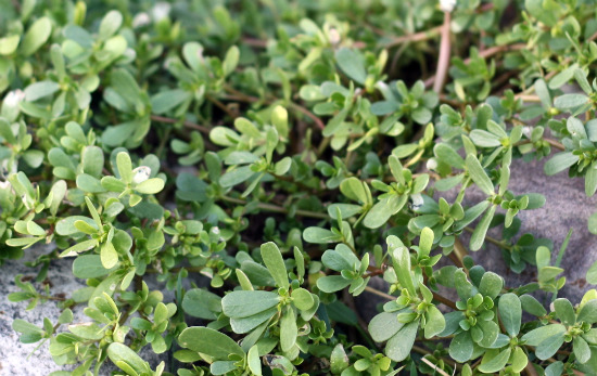 purslane