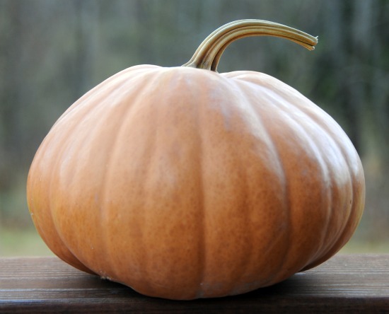 cheese pumpkin 550