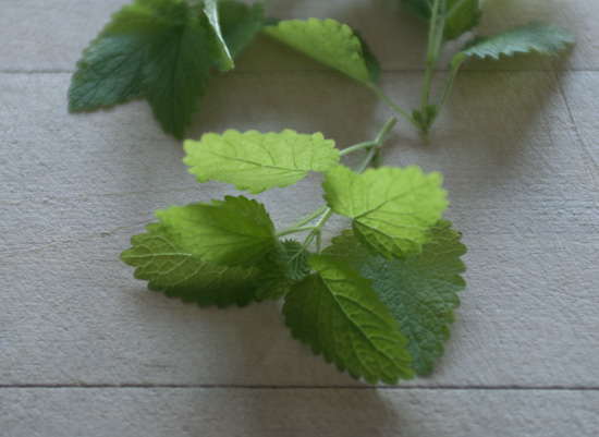 lemon balm leaves