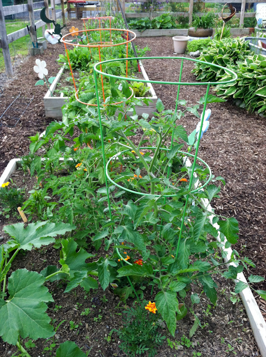 tomato plants