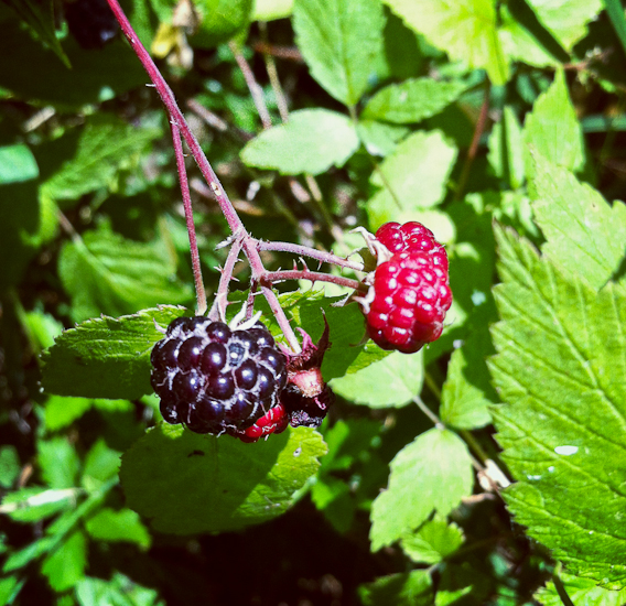 black raspberries