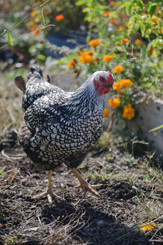 chicken 1