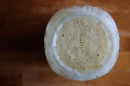 sourdough starter_
