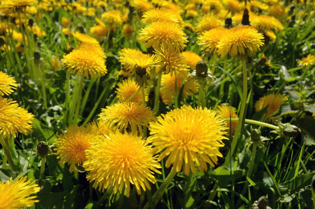 Dandelions in bloom.