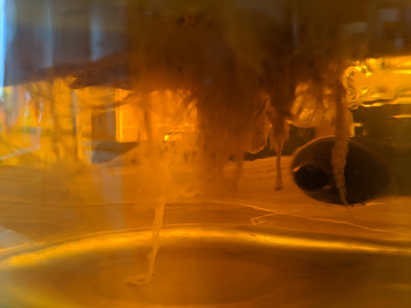 kombucha scoby stringy strings.
