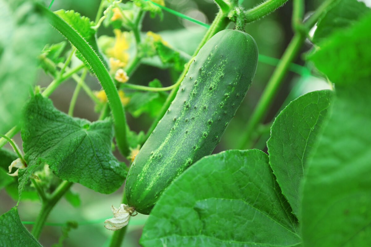 Cucumber growing on the vine with yellow blooms in the background.