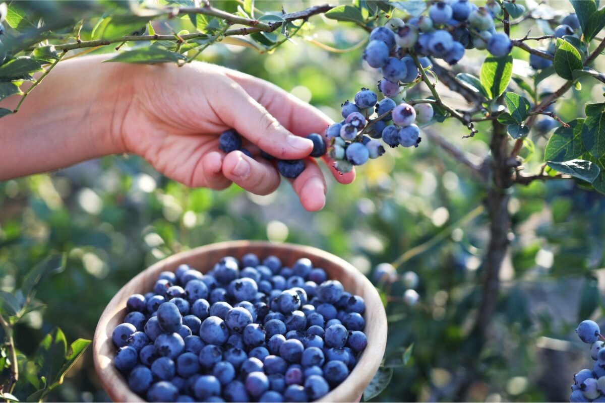 Picking fresh blueberries from a blueberry bush with a wooden bowl filled with blueberries in the foreground.