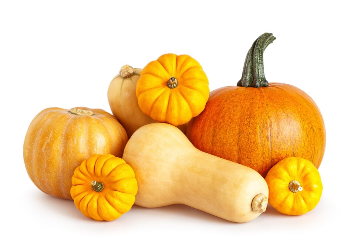 A photo of a large pumpkin with smaller pumpkins and butternut squash. 