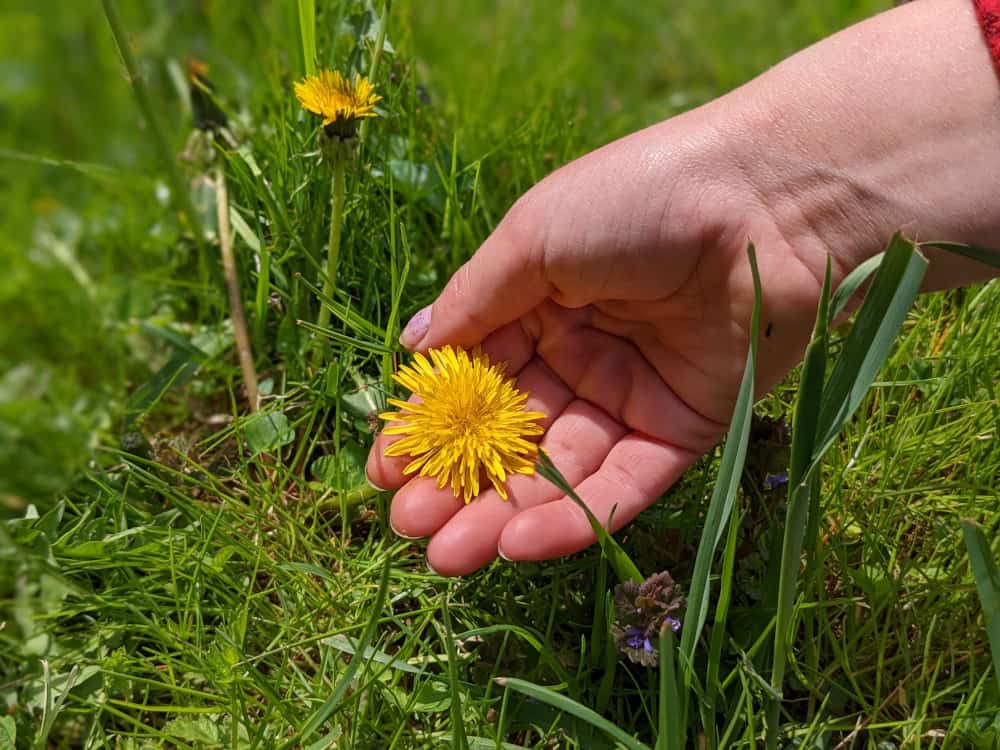 A woman's hand picking a dandelion.