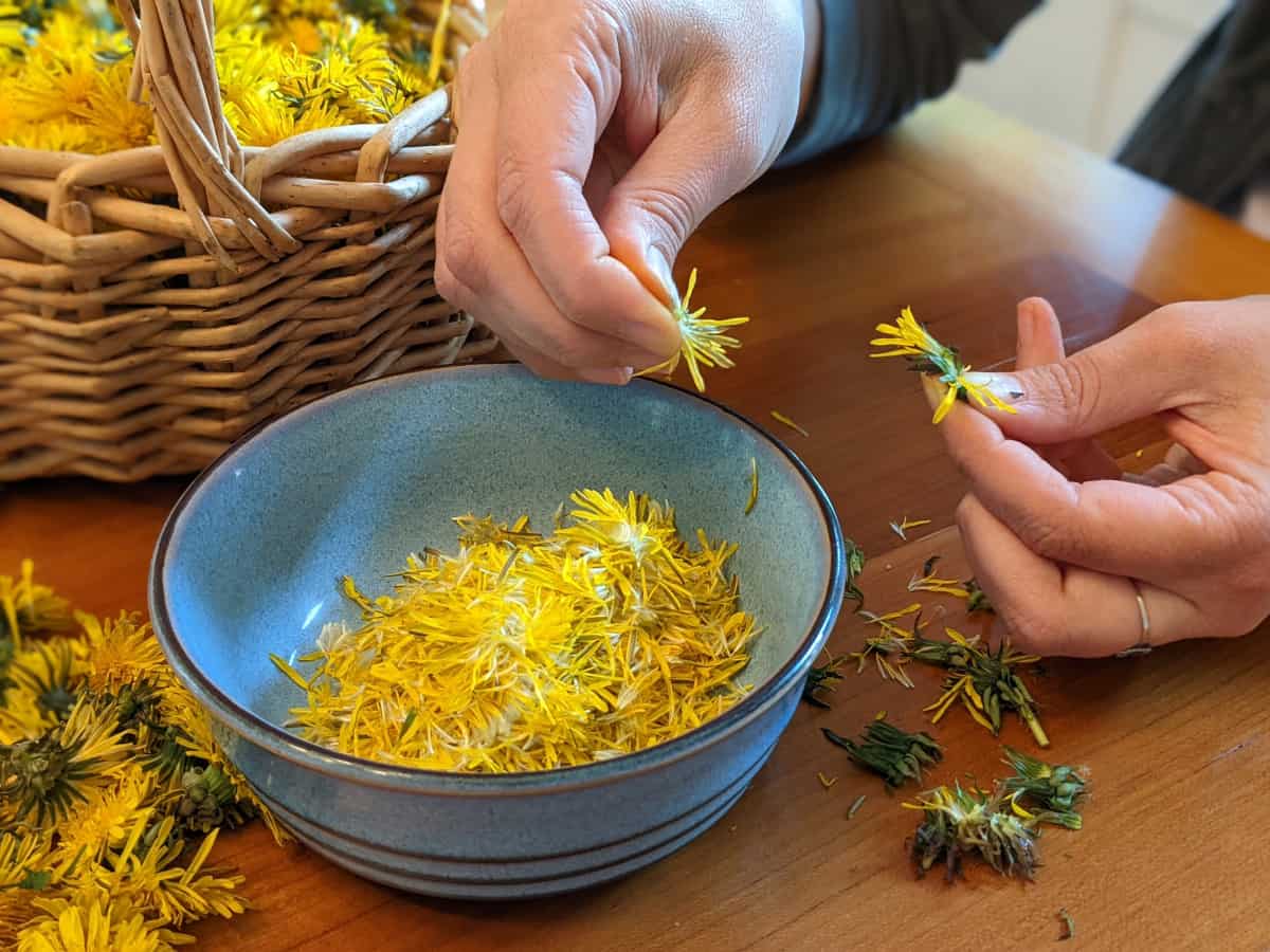 A woman's hands picking apart dandelion flowers from a basket and placing them into a blue bowl.